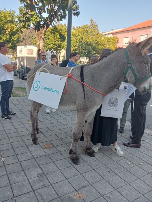 Burro  montado/engatado