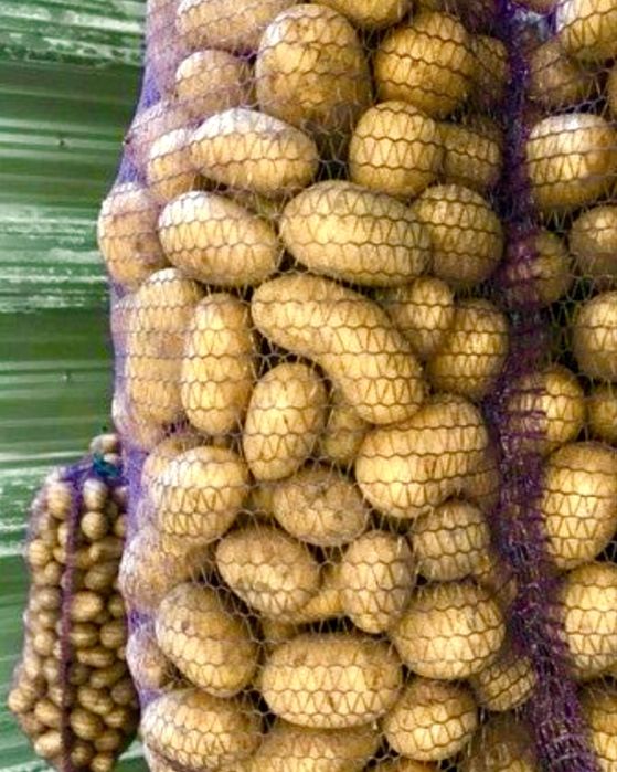 Картопля беллароза, королева Анна, дуже смачних сортів