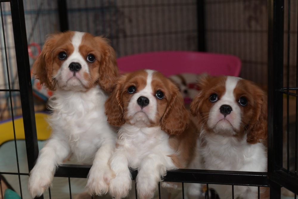 Є вільний хлопчик у забарвленні бленхейм. Кевін.