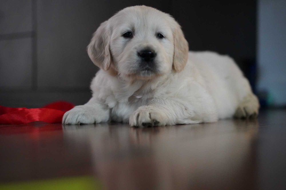 Cudowny piesek Golden Retriever Majlo.