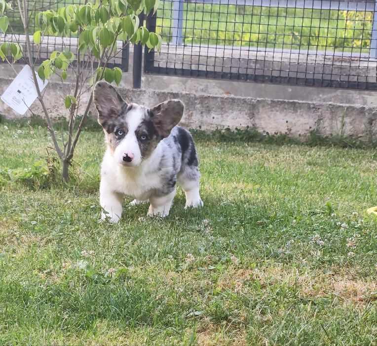 Maluszek Welsh Corgi Cardigan MAX zarezerwowany