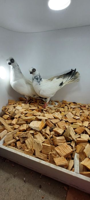 Szek, szeki, krotkodzioby polski