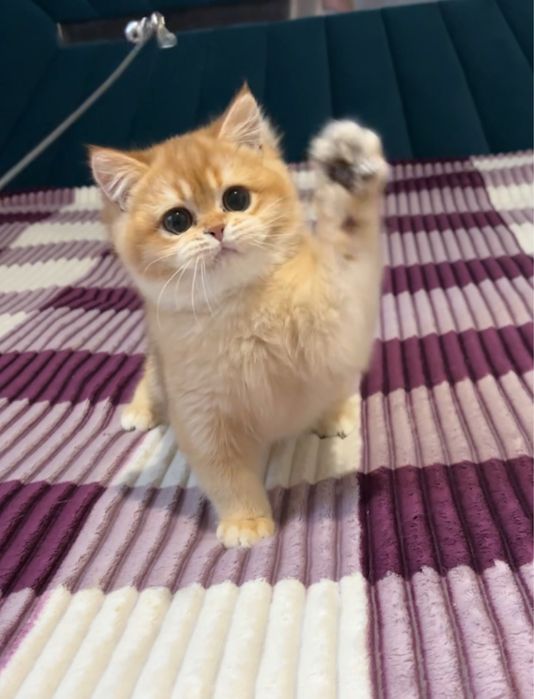 Шикарний британський хлопчик