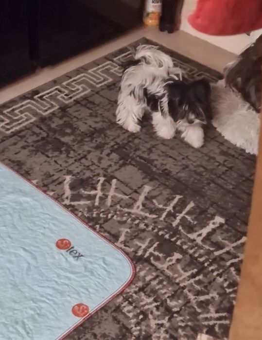 Maluśki Biewer Yorkshire Terrier samczyk/chłopczyk