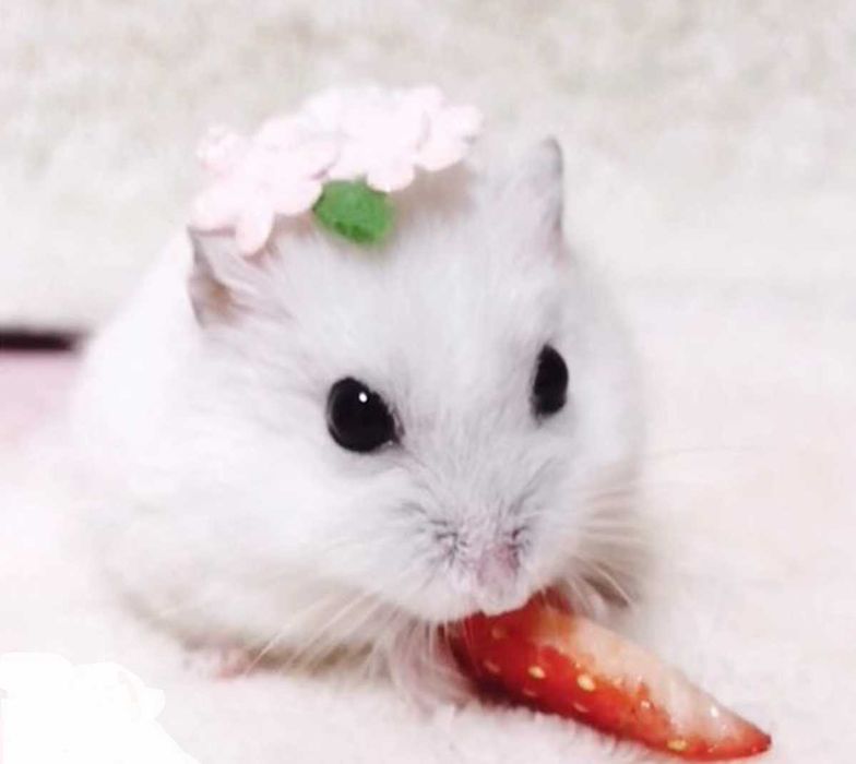 Роскошные джунгарские хомячки, белоснежного окраса, хомячата, хомяки