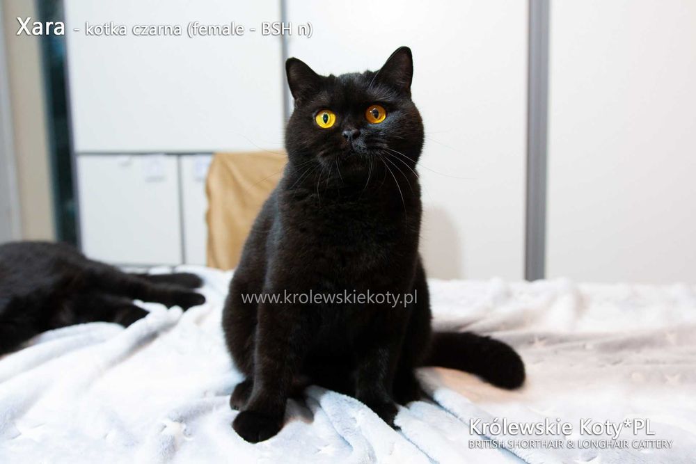 Kotka brytyjska pohodowla czarna, rodowód FPL, championka