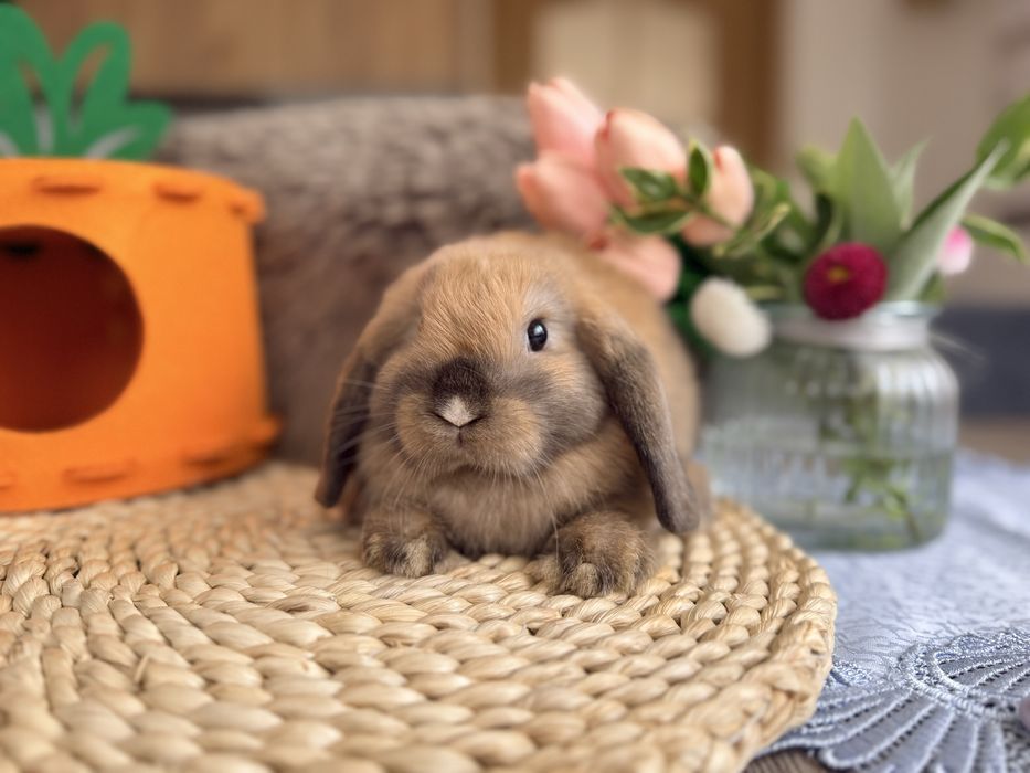 MINI LOP / transport Kraków / króliczki miniaturki rasowe mini lop