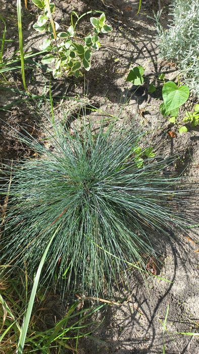 Міскантус гарний злак.