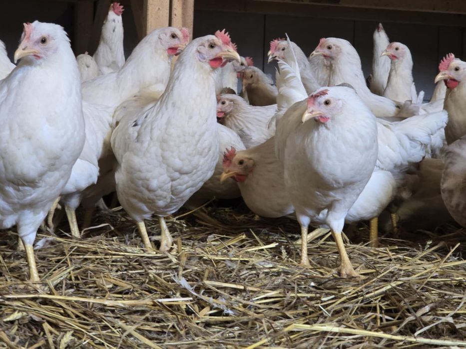 Kury nioski pod jajko! 21 tyg! Dowóz do klienta oraz odbiór osobisty !