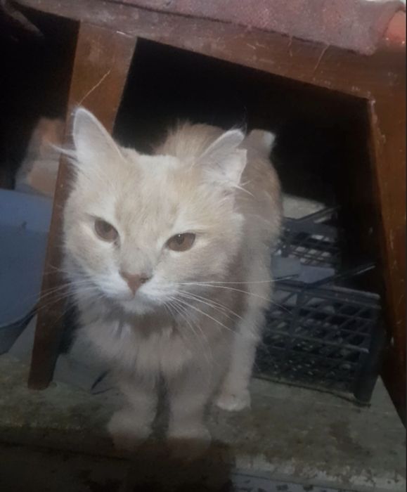 Котик в добрі руки