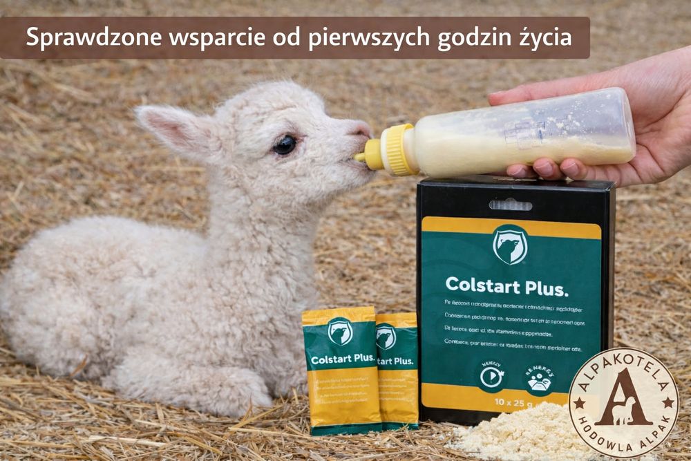 Siara, pierwsze mleko ! Alpaki / Kozy / Owce