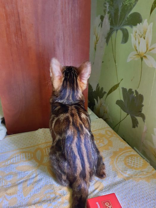 Дівчинка породи бенгал,Ben 24