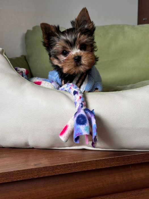 Йорк‑хлопчик із чистою шерстю та добрим характером