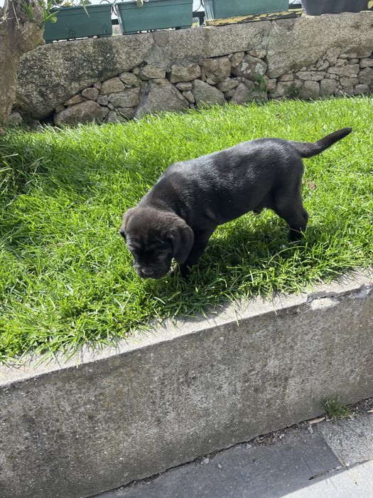 Cane Corso Italiano Cachorrinho fêmea