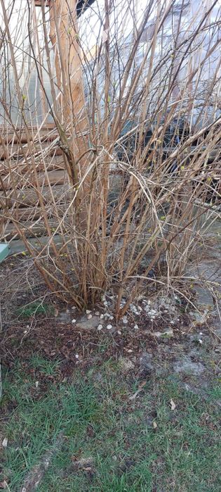 PIILNIE Rhododendron berberys pęcherzyca