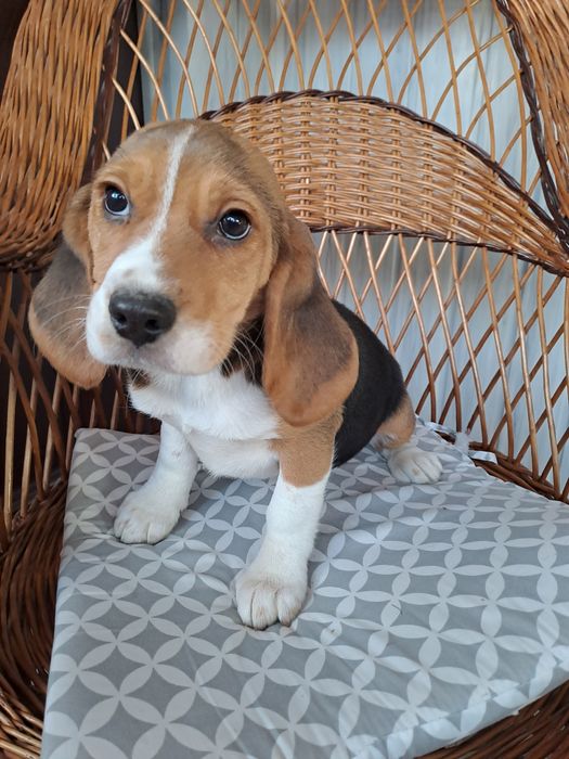Beagle sunia z rodowodem.