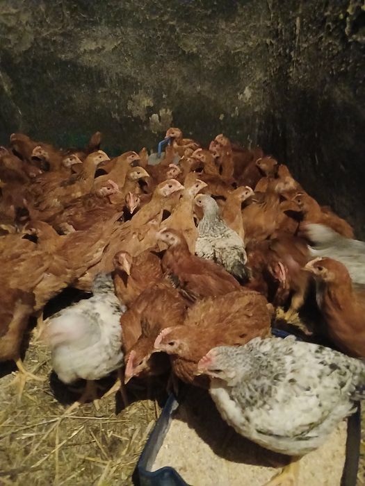 Продам півторамісячних  курчат