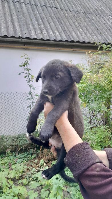 Цуценята в добрі руки