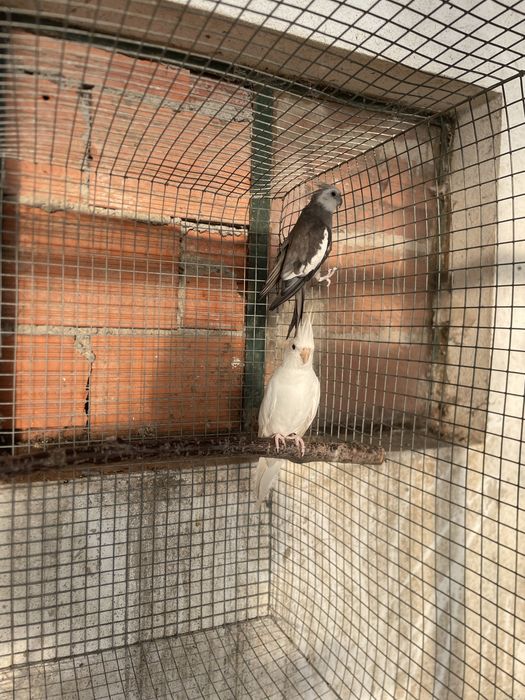 Casal de caturras