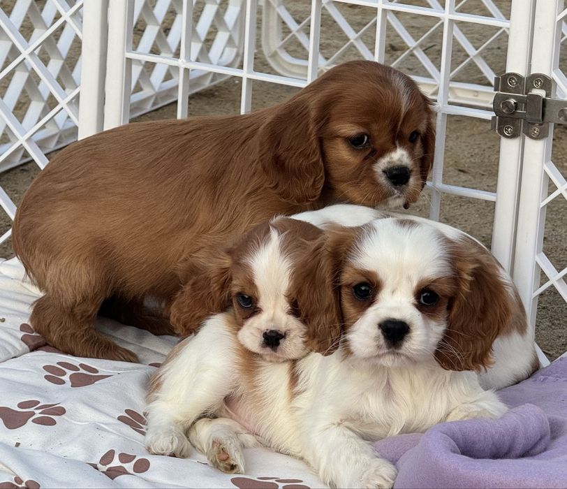 Cavalier King Charles spaniel suczka blenheim ruby z rodowodem