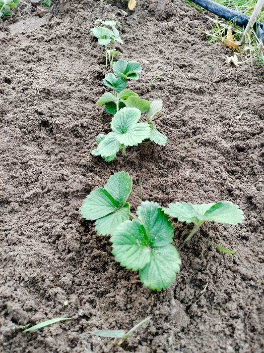 Morangueiros a vulso