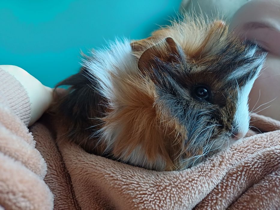 Swinka morska, cavia domowa samczyk