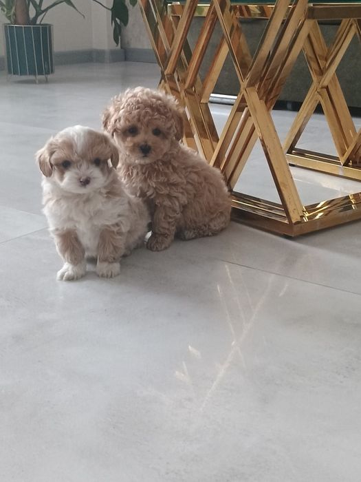 Maltipoo maltańczyk pudel toy