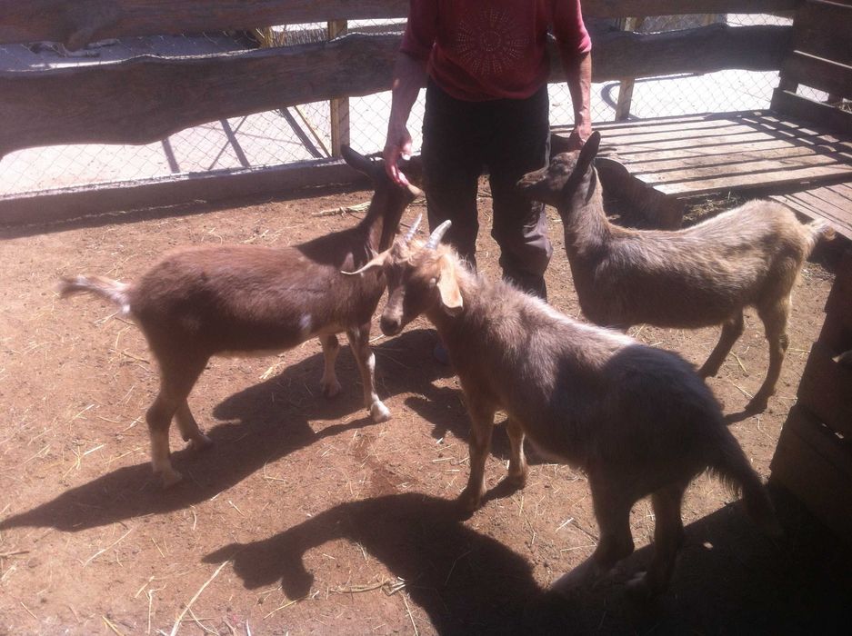 козочки 1.5 года. 2. литра в сутки. Козлята 6. месяцев на молоке.