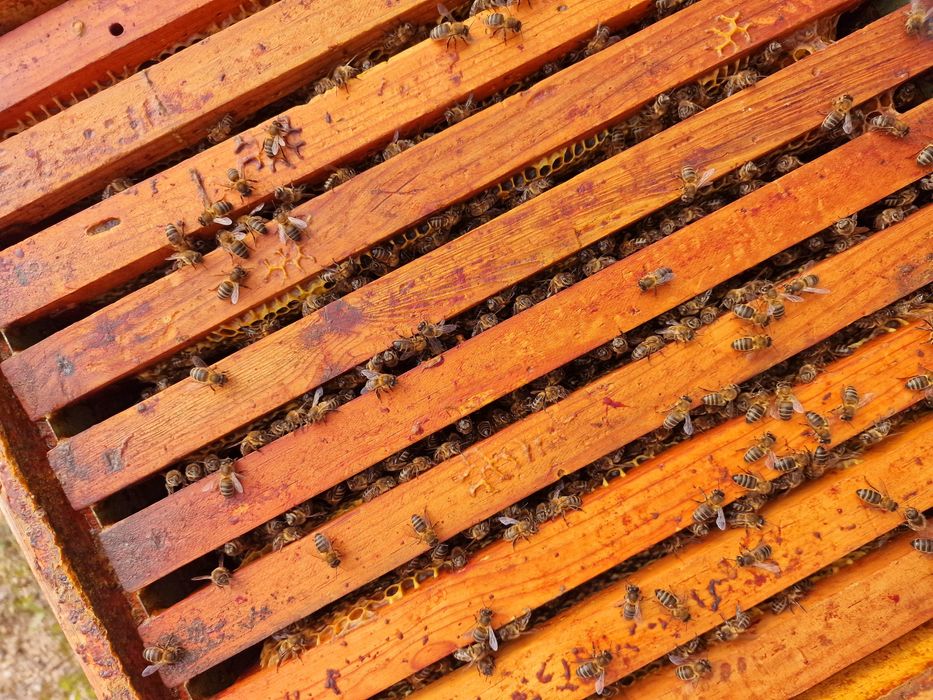 Mel produção biológica