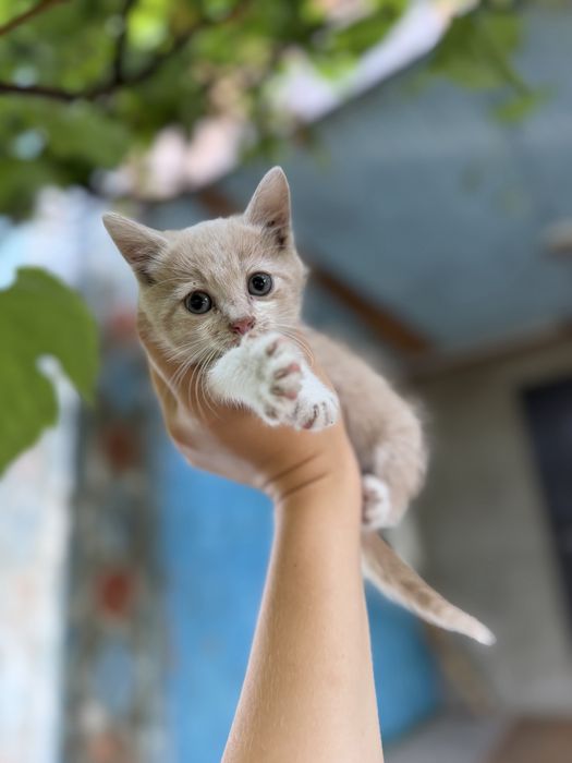 Котики безкоштовно