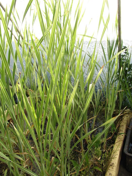 Rośliny wodne, rośliny przybrzeżne , Kamieńsk lesiakowski.pl