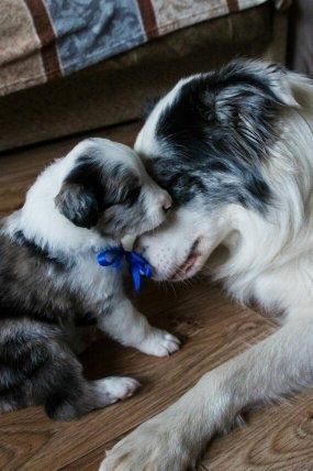 Бордер коллі  собаки