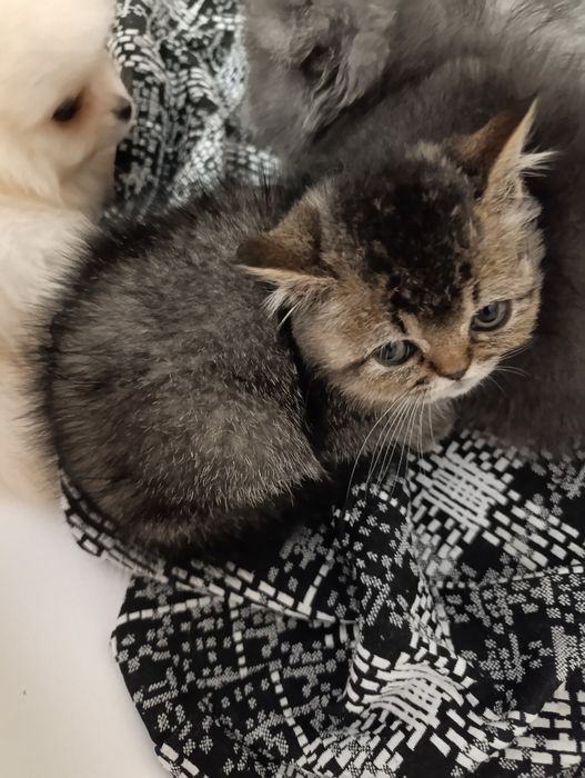 шотландські кошенята