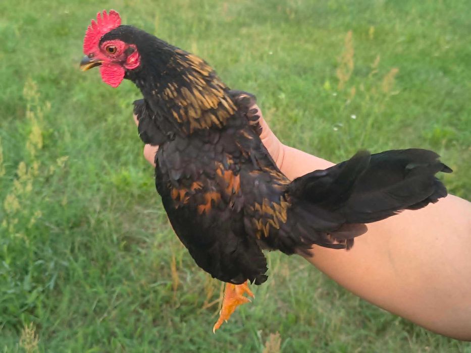kogutki serama młode