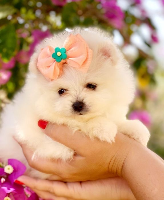 Spitz Alemão/ Lulu Pomerânia -fêmea branca