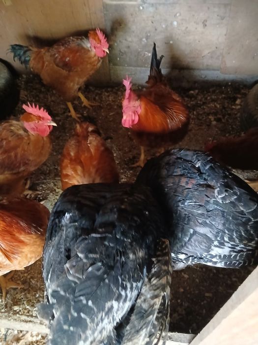 Vendo perus para carne e criar ,e galos