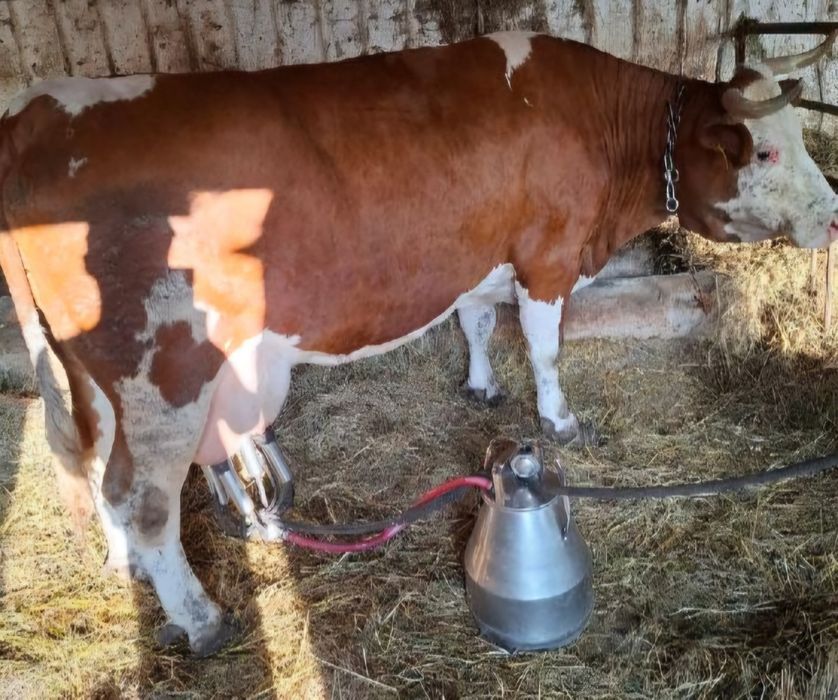 Krowa simental 6 lat Cielna