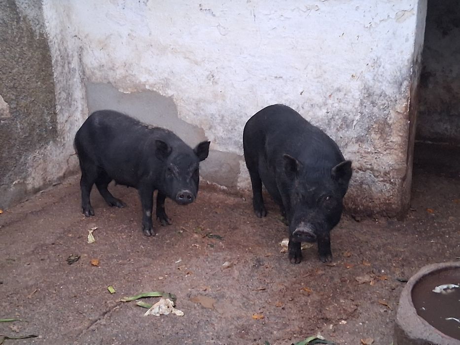 Porcos Vietnamitas