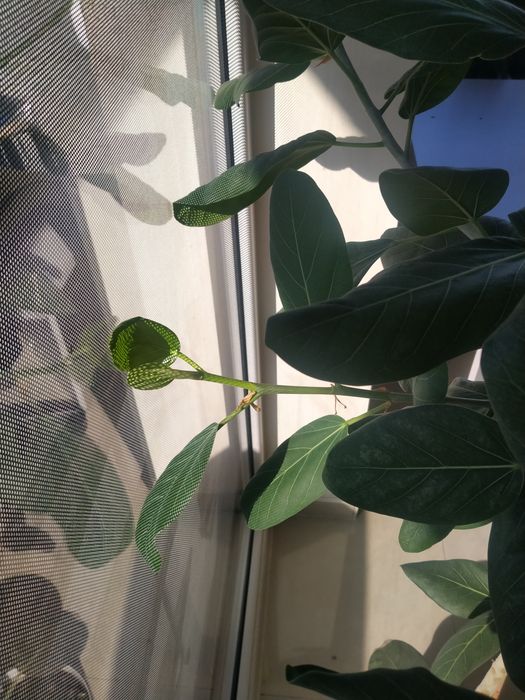 Fikus bengalski ok. 100 cm.