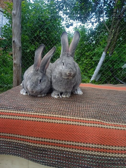 Продам кролики різного віку і породи