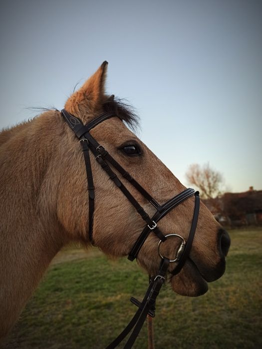 Piękna bułana klacz