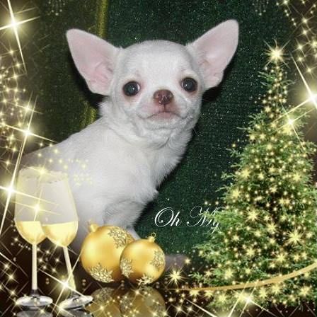 Лиловый чихуахуа для вязки, КСУ, вес 2,2 кг, крови Vellory Style