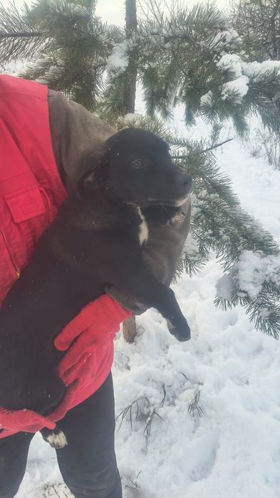 Віддам в добрі руки