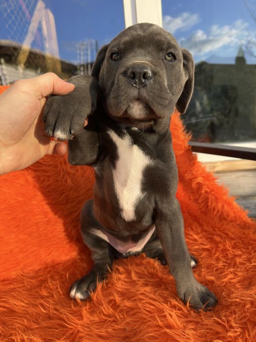 Дівчинка кане-корсо сіренька 2м