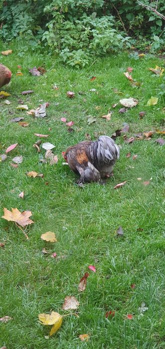 Mlode koguty miniarurki kochin