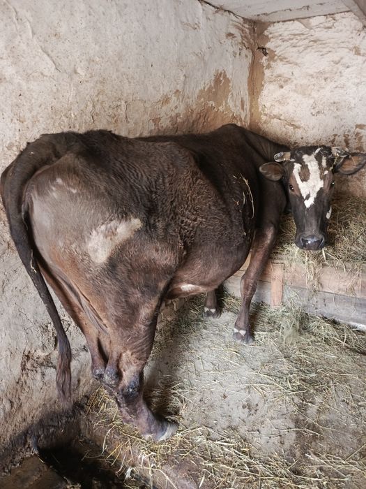 Продається справжня годувальниця! 
Продам чудову молочну корівку.