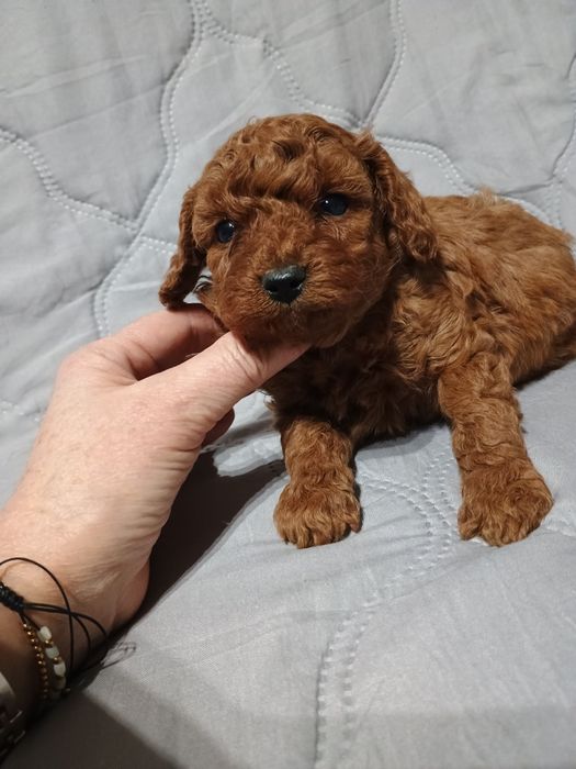 Pudel toy , miniatura śliczny piesek