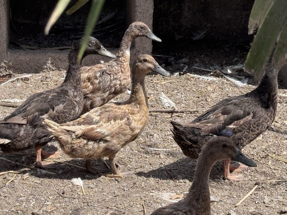 Patos disponiveis