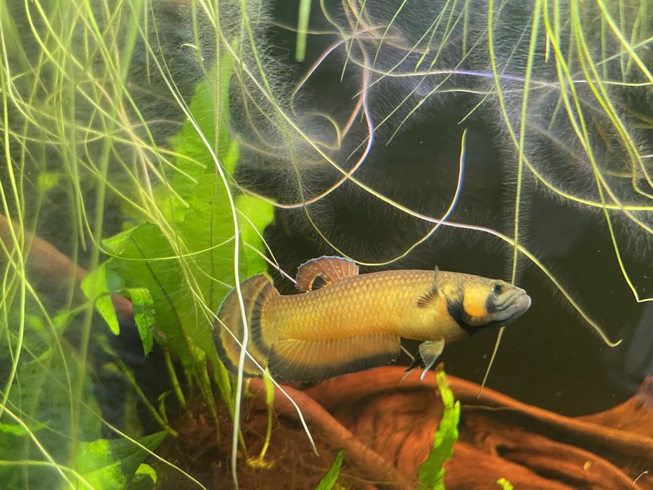 Bojownik plamooki / Betta Macrostoma    SAMIEC