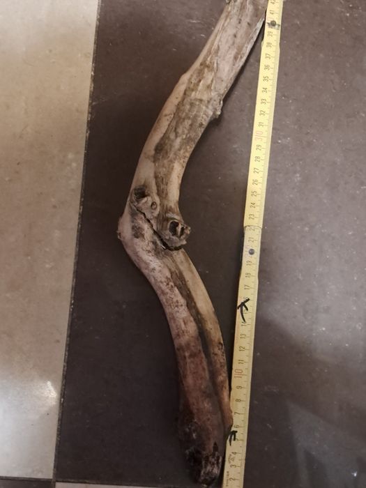 Korzeń  45 cm do akwarium